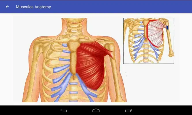 Muscle Anatomy android App screenshot 1