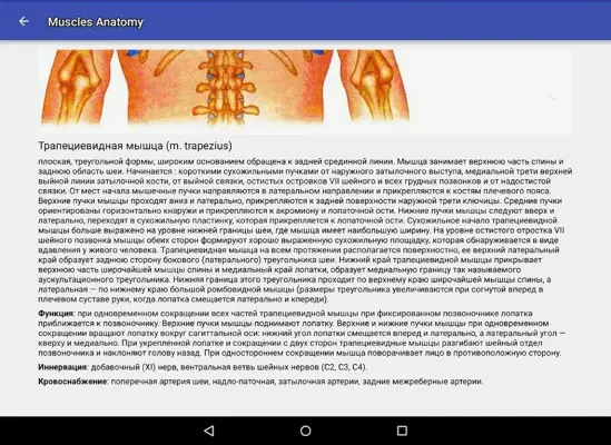 Muscle Anatomy android App screenshot 4