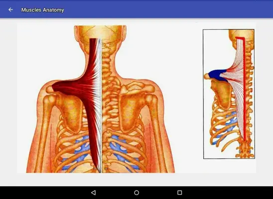 Muscle Anatomy android App screenshot 5